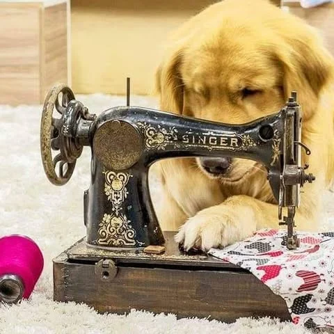 Mascota atelierului nostru, lângă o mașină de cusut Singer